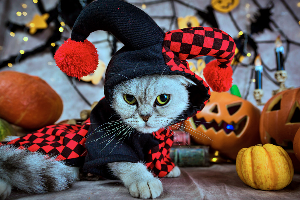 Cat in a Clown Costume for Halloween jigsaw puzzle in Animals puzzles on TheJigsawPuzzles.com