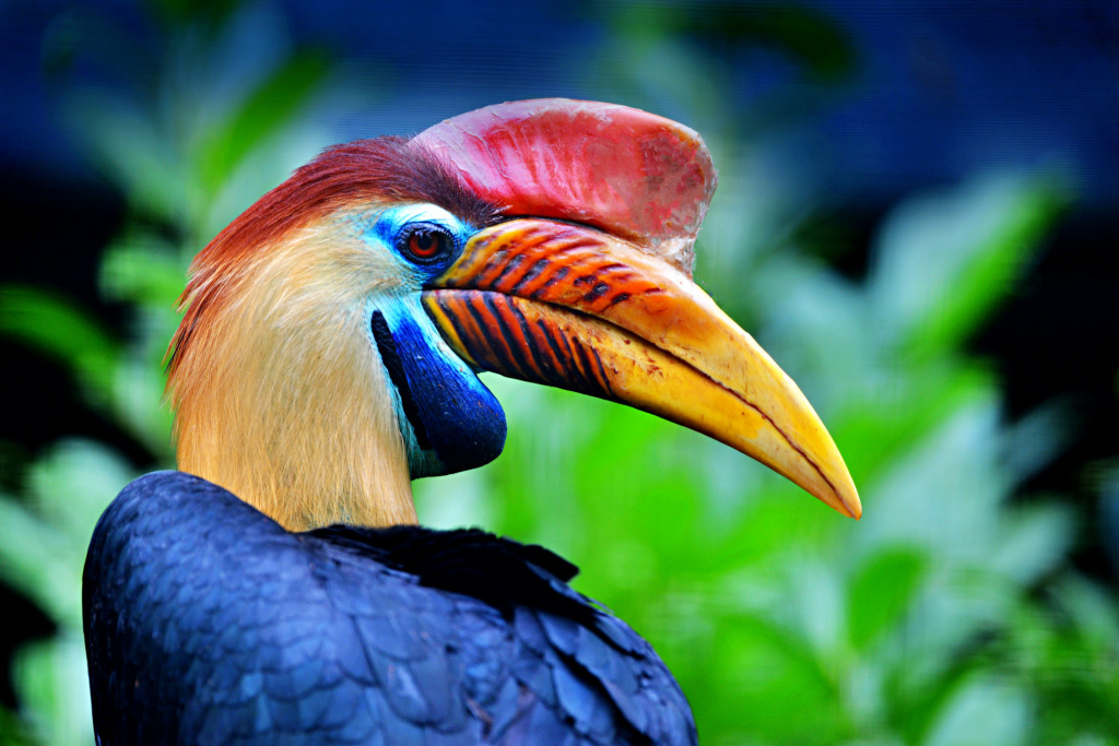 Knobbed Hornbill jigsaw puzzle in Animals puzzles on TheJigsawPuzzles.com