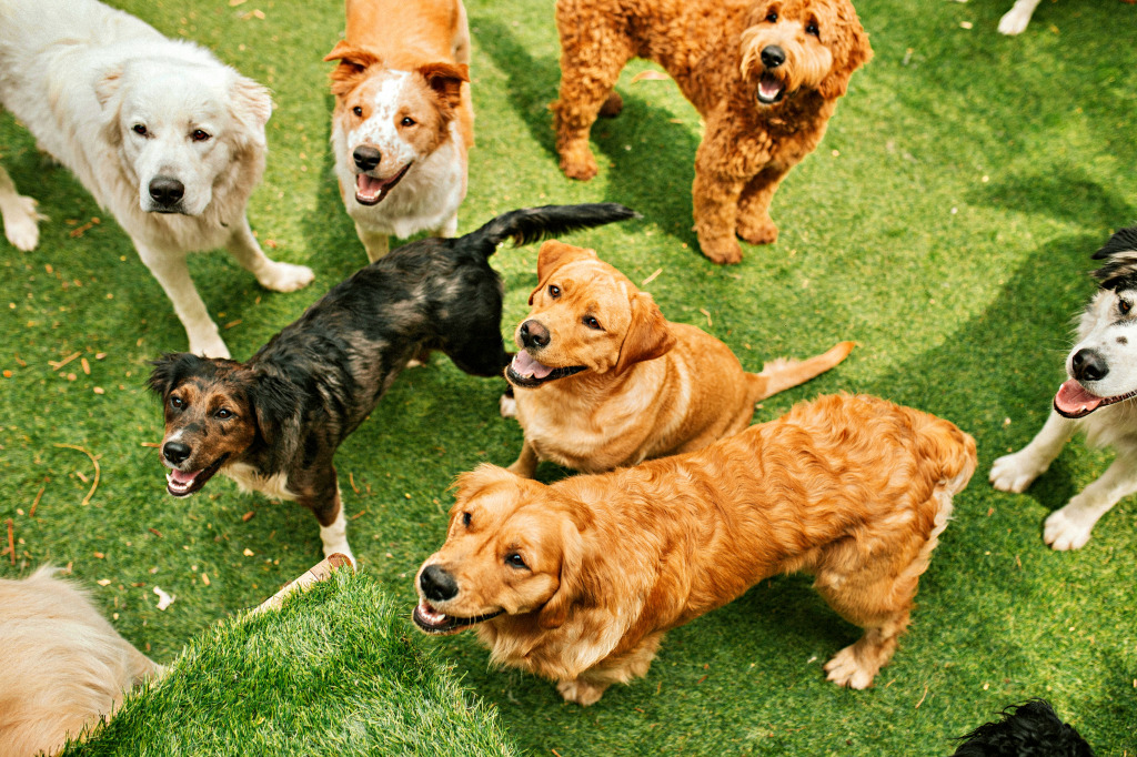 Playful Dogs jigsaw puzzle in Animals puzzles on TheJigsawPuzzles.com