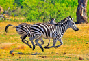 Two Running Burchell's Zebras