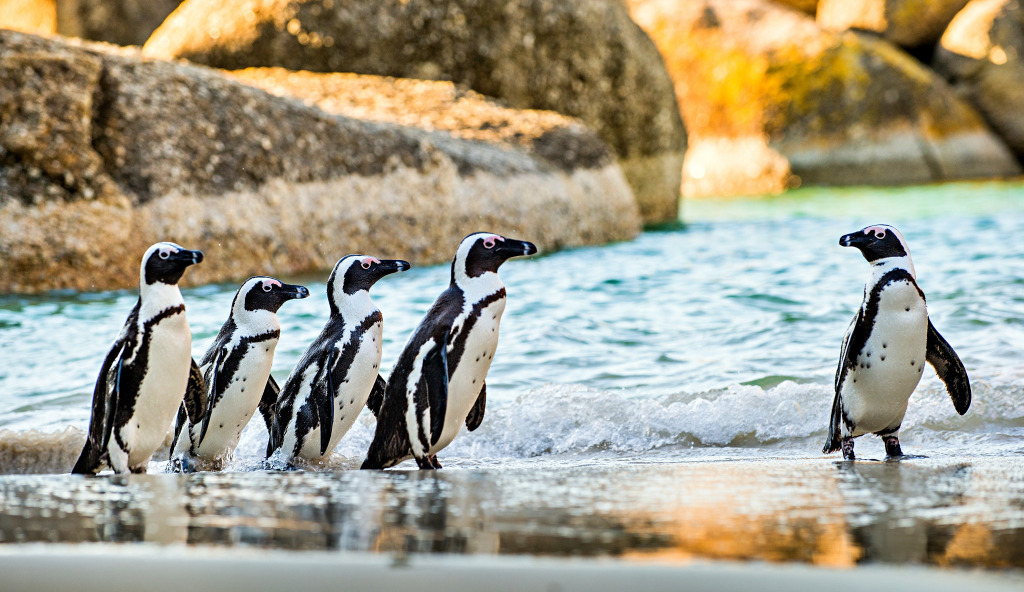 Pinguins africanos em uma praia arenosa jigsaw puzzle in Animais puzzles on TheJigsawPuzzles.com