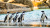 African Penguins on a Sandy Beach