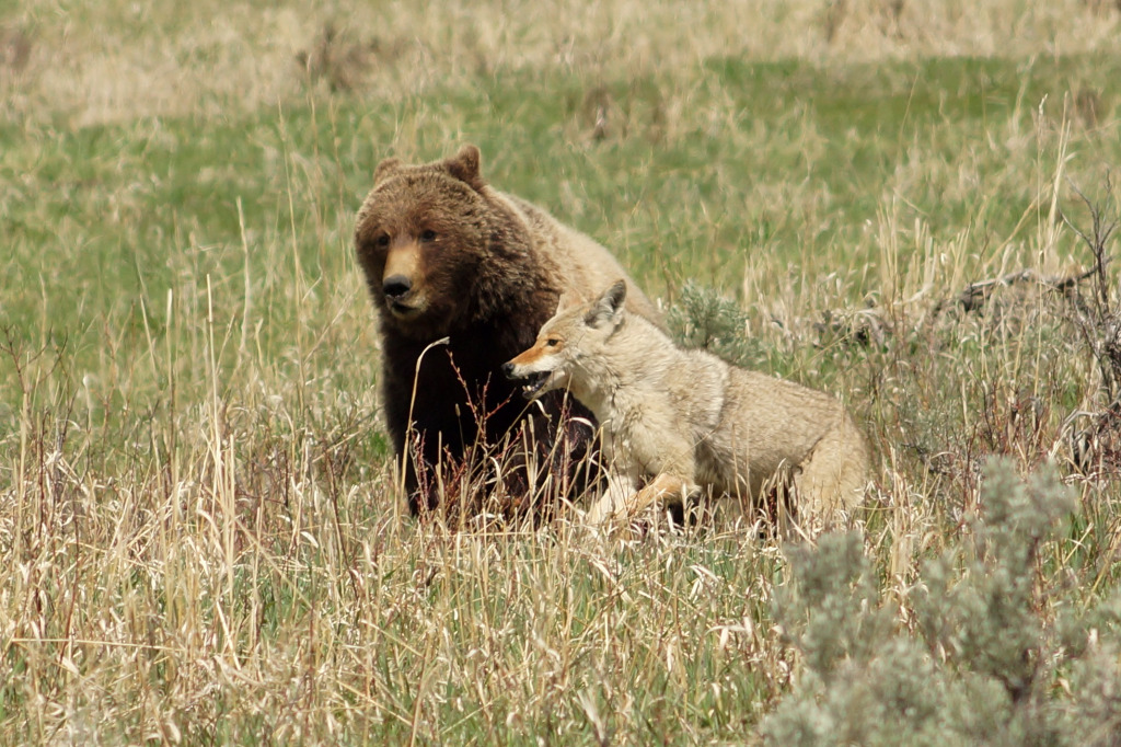 Yellowstone52024 609a jigsaw puzzle in Mike Quino puzzles on TheJigsawPuzzles.com