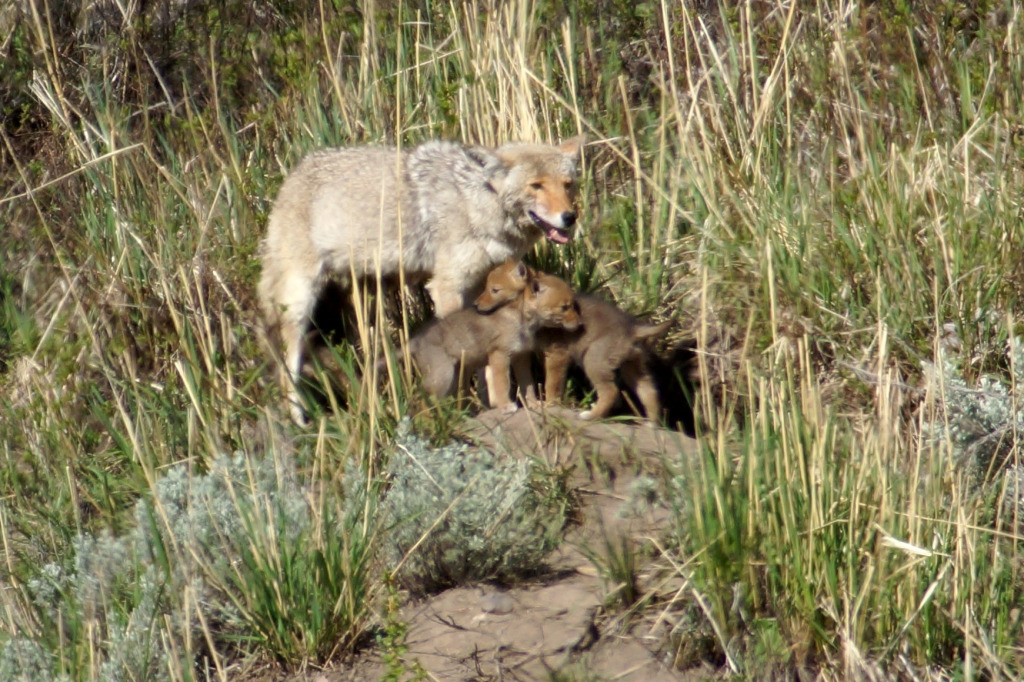 Yellowstone52024 888ab jigsaw puzzle in Mike Quino puzzles on TheJigsawPuzzles.com