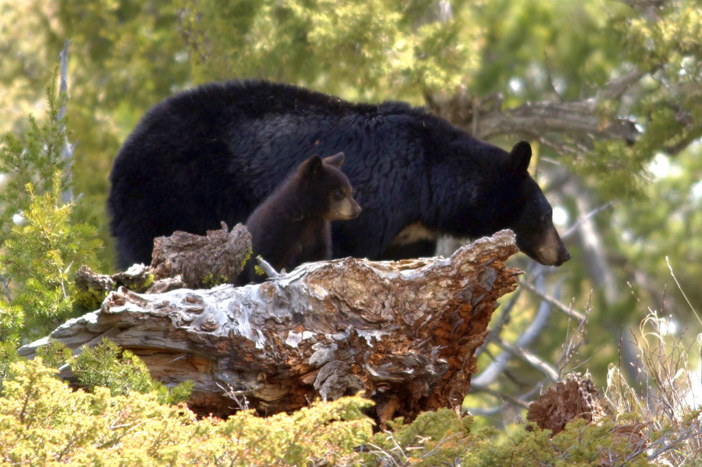 Yellowstone52024 1272a jigsaw puzzle in Mike Quino puzzles on TheJigsawPuzzles.com