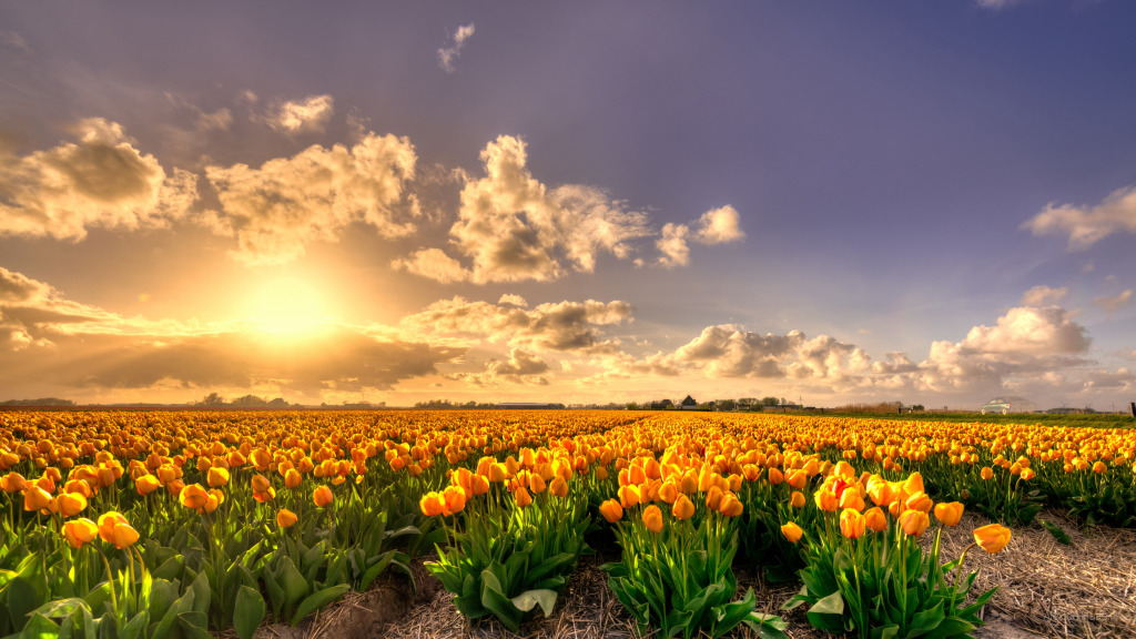 yellow_tulip_flowers_field_at_sunset_holland_rich_pure_gold_4k_hd jigsaw puzzle in anicia g navarro puzzles on TheJigsawPuzzles.com