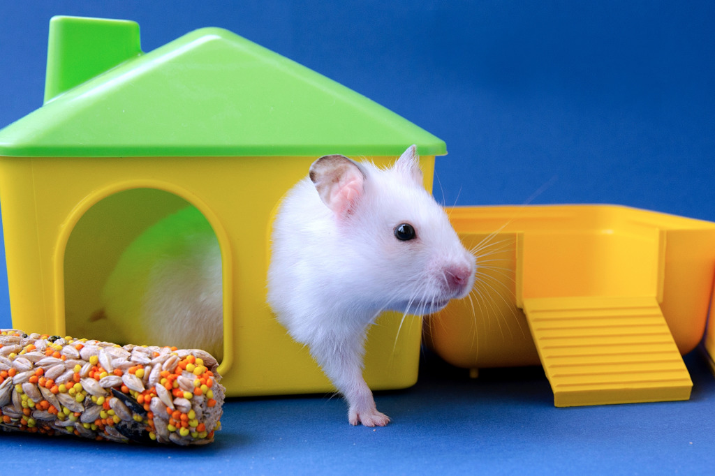 Hamster blanc dans sa maison jigsaw puzzle in Animaux puzzles on TheJigsawPuzzles.com