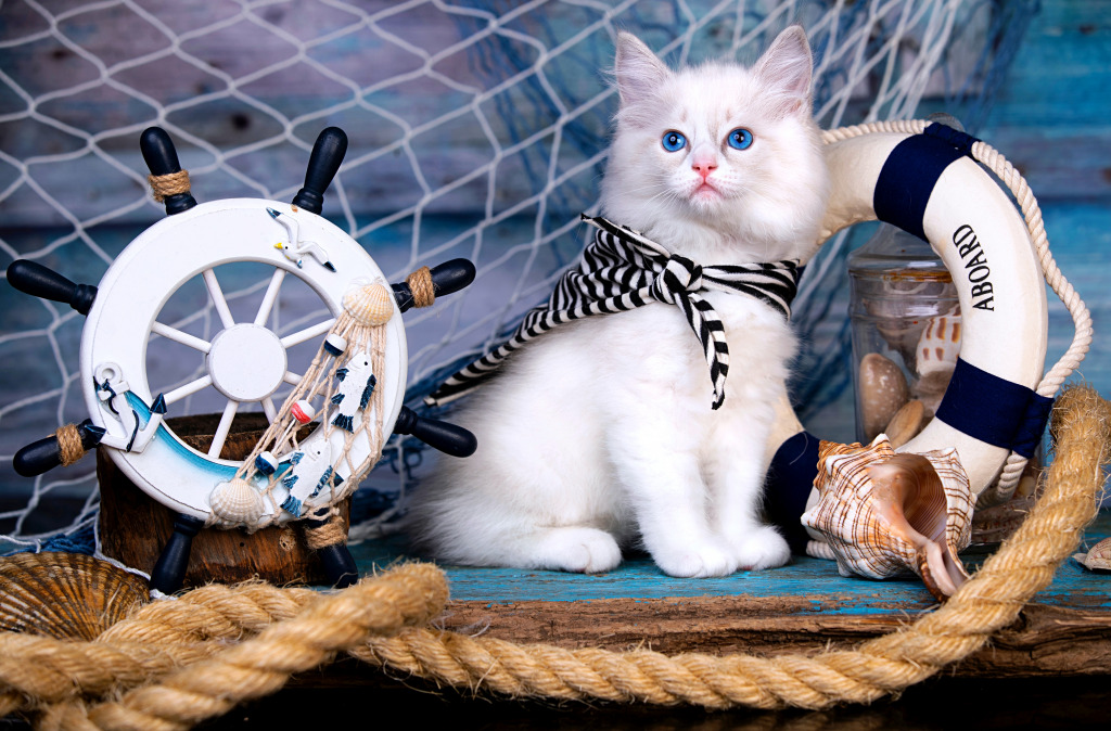 Ragdoll Kitten and Marine Decor jigsaw puzzle in Animals puzzles on TheJigsawPuzzles.com