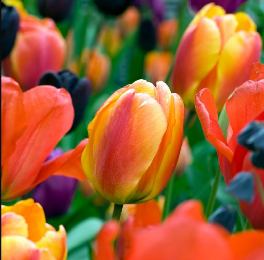 Tulips - orange-yellow jigsaw puzzle in Carolyn Wright puzzles on TheJigsawPuzzles.com