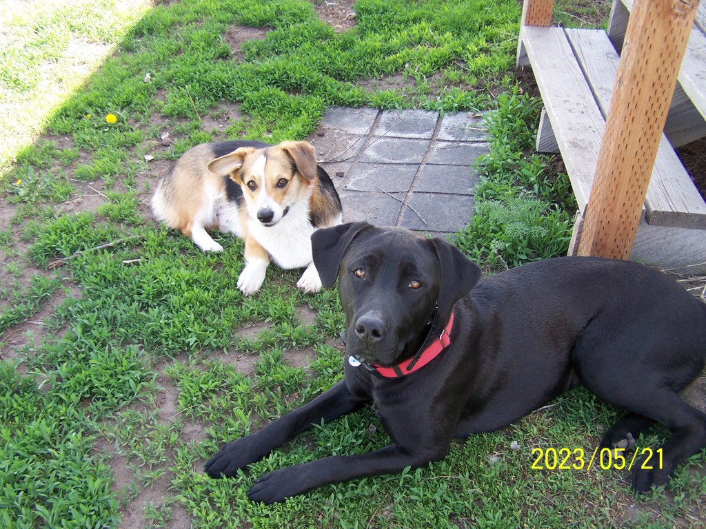 Dogs 2022 jigsaw puzzle in Clarice Rinard puzzles on TheJigsawPuzzles.com