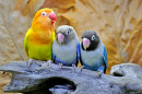 Three Lovebirds Sitting on Dry Tree Trunks