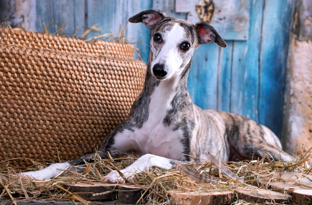 Whippet Lying on Hay jigsaw puzzle in Animals puzzles on TheJigsawPuzzles.com