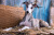 Whippet Lying on Hay