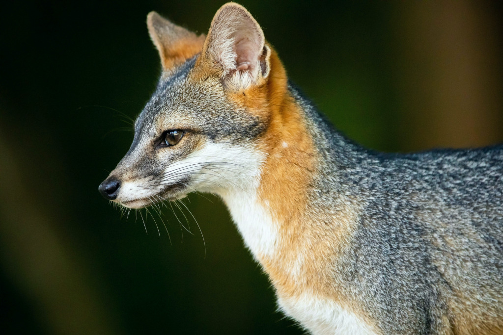 Grey Fox Resized jigsaw puzzle in Tim Westfeldt puzzles on TheJigsawPuzzles.com