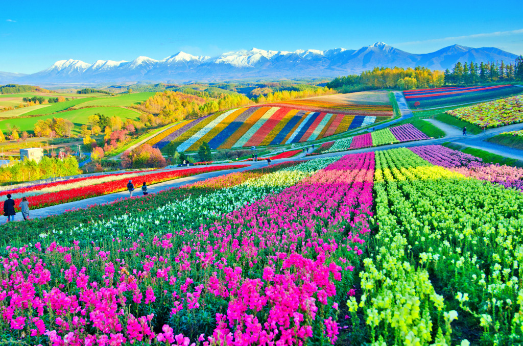 Flower Gardens of Shikisai-no-oka, Japan jigsaw puzzle