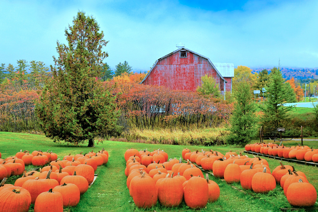 Champ de citrouilles d’automne et grange rouge, Vermont, États-Unis jigsaw puzzle in Magnifiques vues puzzles on TheJigsawPuzzles.com