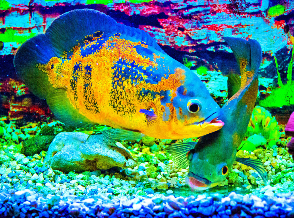 Рыба Оскар, Astronotus ocellatus jigsaw puzzle in Подводный мир puzzles on TheJigsawPuzzles.com