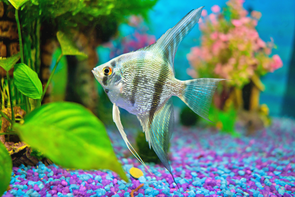 Poisson-ange bleu dans un aquarium domestique jigsaw puzzle in Sous les mers puzzles on TheJigsawPuzzles.com