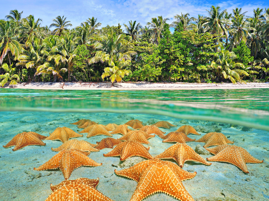 Étoiles de mer sous-marines sur fond sablonneux, mer des Caraïbes jigsaw puzzle in Sous les mers puzzles on TheJigsawPuzzles.com