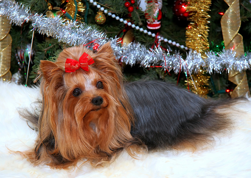 Yorkshire Terrier under the Christmas Tree jigsaw puzzle in Animals puzzles on TheJigsawPuzzles.com