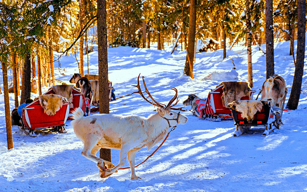 Rentierschlitten in einem verschneiten Wald, Finnland jigsaw puzzle in Tiere puzzles on TheJigsawPuzzles.com