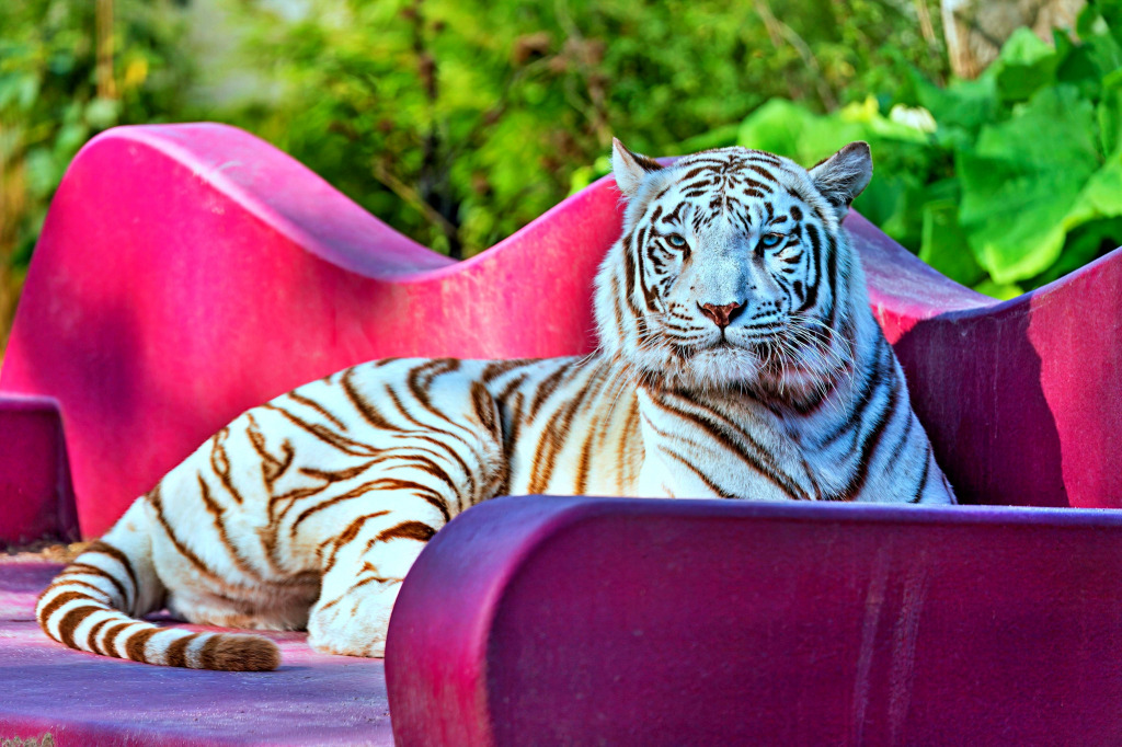 Tigerin auf einer rosa Couch jigsaw puzzle in Tiere puzzles on TheJigsawPuzzles.com