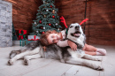 Little Girl with a Dog in a Christmas Interior