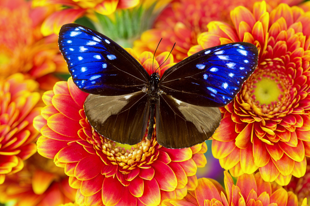 Gestreifter blauer Krähenschmetterling auf hellen Blumen jigsaw puzzle in Blumen puzzles on TheJigsawPuzzles.com