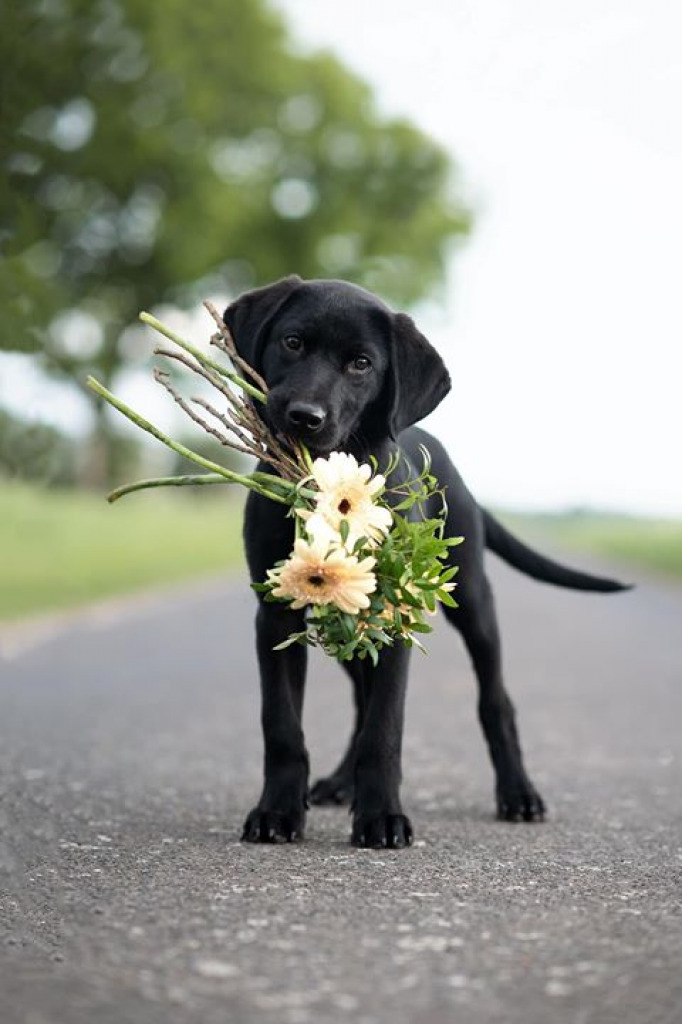 Lab with Flowers jigsaw puzzle in Clarice Rinard puzzles on TheJigsawPuzzles.com