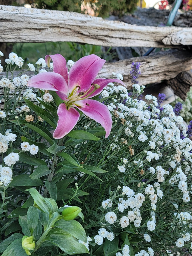 Tiffany jigsaw puzzle in Clarice Rinard puzzles on TheJigsawPuzzles.com