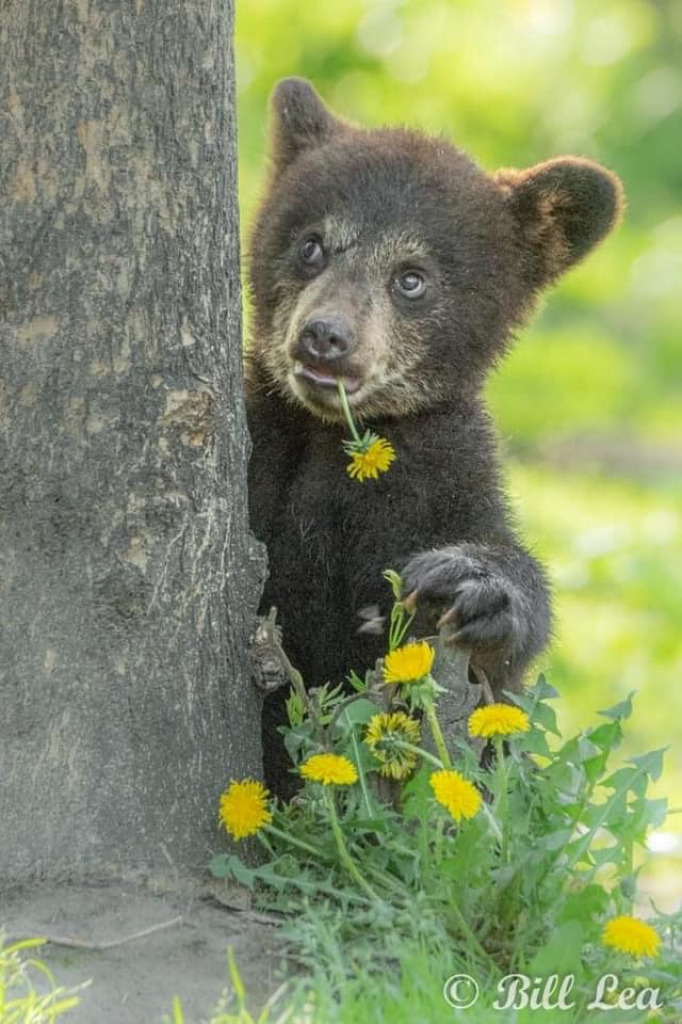 Bill Lea Bear with Flower jigsaw puzzle in Clarice Rinard puzzles on TheJigsawPuzzles.com