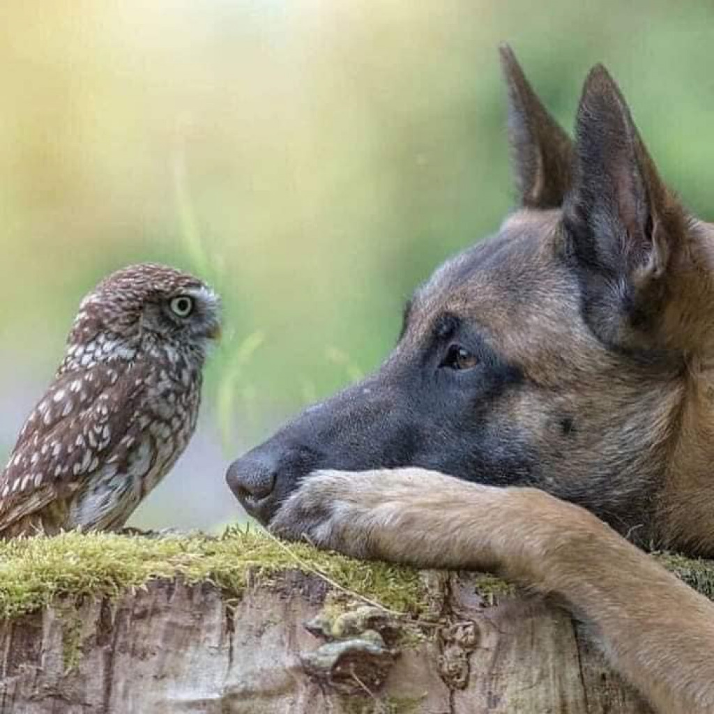 Owl and Dog 3 jigsaw puzzle in Clarice Rinard puzzles on TheJigsawPuzzles.com