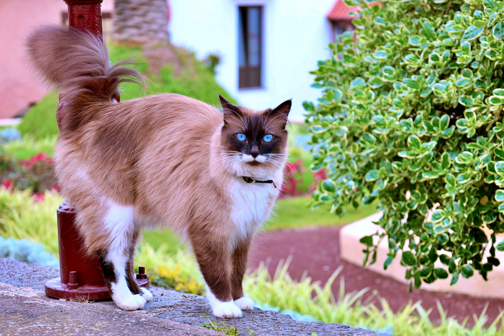 Blue Eyed Cat in Tenerife jigsaw puzzle in Animals puzzles on TheJigsawPuzzles.com