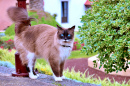 Blue Eyed Cat in Tenerife