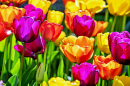 Colorful Tulips