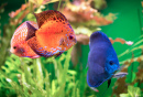 Colorful Discus in an Aquarium