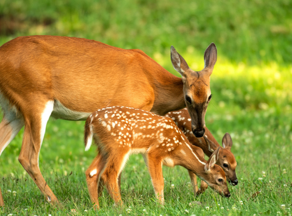 White-Tailed Deer Doe and its Two Fawns in Meadow jigsaw puzzle in Animals puzzles on TheJigsawPuzzles.com