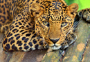 Portrait of a Leopard