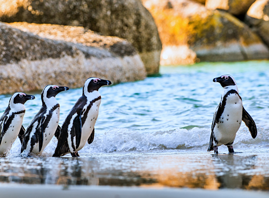 African Penguins on a Sandy Beach jigsaw puzzle in Animals puzzles on TheJigsawPuzzles.com