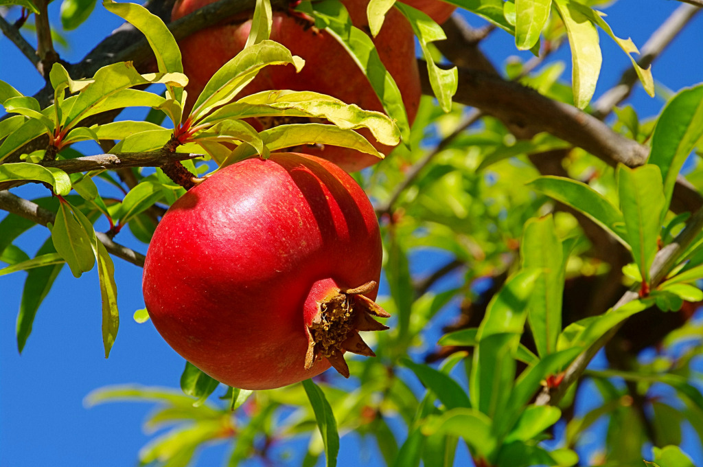 Grenade jigsaw puzzle in Fruits & Légumes puzzles on TheJigsawPuzzles.com