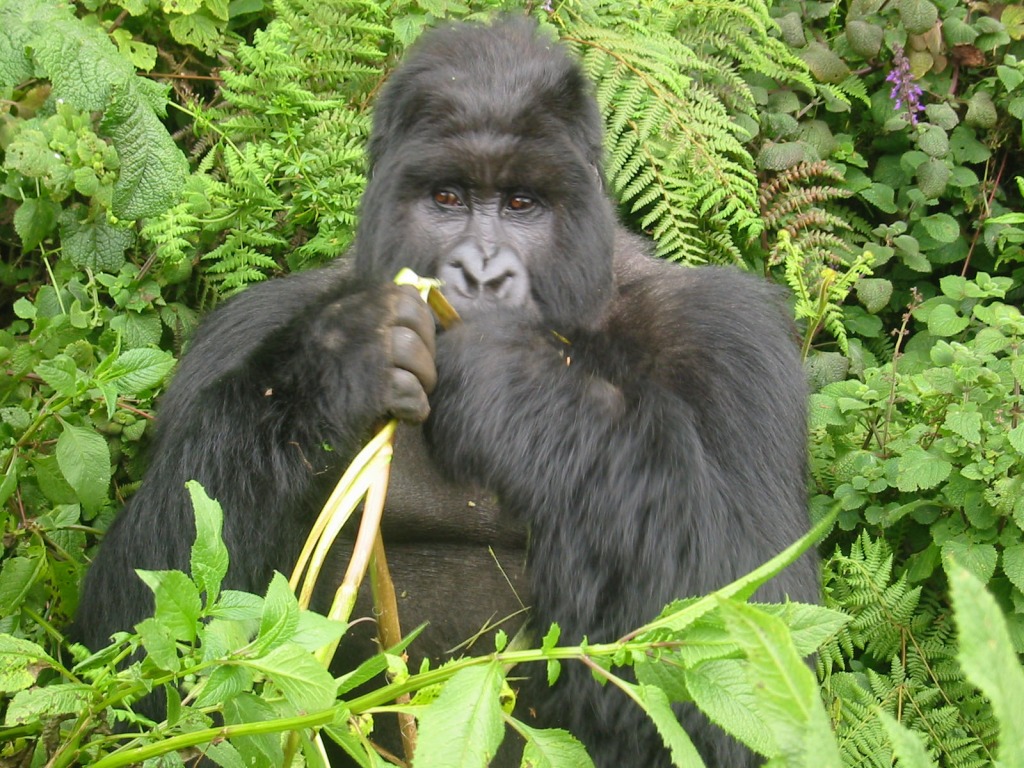 Gorilla Eating jigsaw puzzle in Animals puzzles on TheJigsawPuzzles.com
