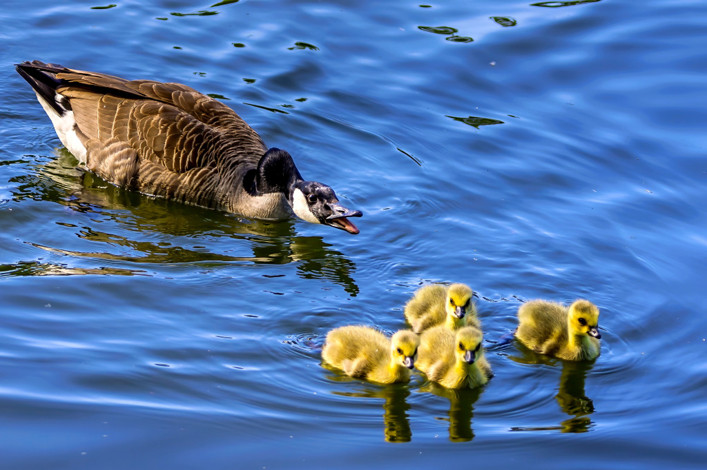 Eine Familie von Kanadagänsen in Deutschland jigsaw puzzle in Tiere puzzles on TheJigsawPuzzles.com