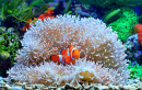 Clownfish