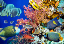 Colorful Underwater Rocky Reef with Tropical Fish