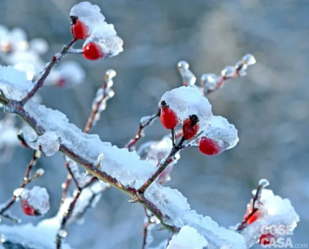 bacche-di-rosa-canina-innevate-640x0 jigsaw puzzle in finferlo puzzles on TheJigsawPuzzles.com