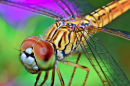 Macro Shot of a Dragonfly