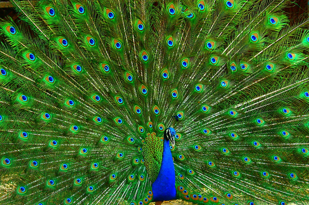 Peacock big jigsaw puzzle in Carolyn Wright puzzles on TheJigsawPuzzles.com