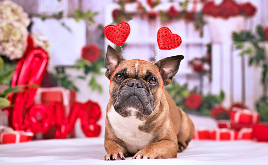 Französische Bulldogge mit Valentinstag-Stirnband jigsaw puzzle in Puzzle des Tages puzzles on TheJigsawPuzzles.com