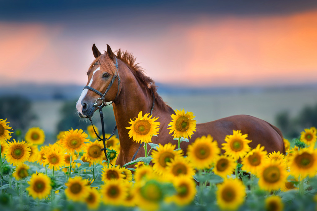 Red Stallion in a Field of Sunflowers jigsaw puzzle in Puzzle of the Day puzzles on TheJigsawPuzzles.com