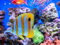 Fish on a Coral Reef